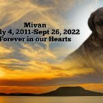 Mivan - My Best Friend